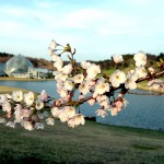 Cherry Blossoms in Niigata City