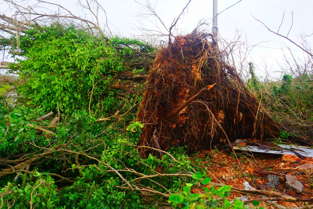 Uprooted tree