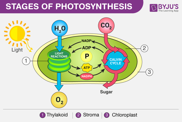 Stages Of Photosynthesis